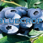 Bluecrop