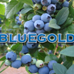 Bluegold