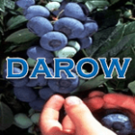 Darrow