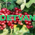Detvan