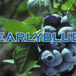 Earlyblue