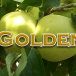 Golden Delicious