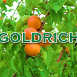 Goldrich