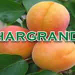 Hargrand
