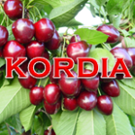 Kordia