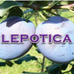 Lepotica