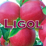 Ligol