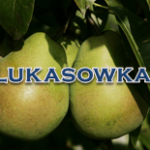 Lukasowka