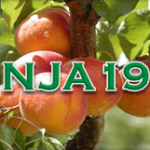 NJA 19