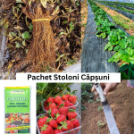 Pachet Căpșuni SuperRemontanți