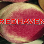 Redhaven