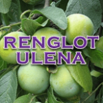 Renglot Ulena