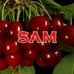 Sam