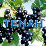 Tenah
