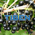 Tiben