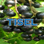 Tisel