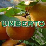 Umberto
