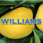 Williams