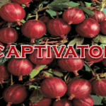 Captivator