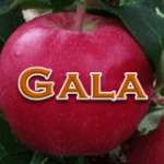 Gala
