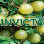 Invicta