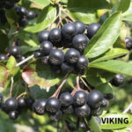 Aronia - imagine 4