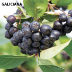Aronia - imagine 6