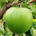 Granny Smith