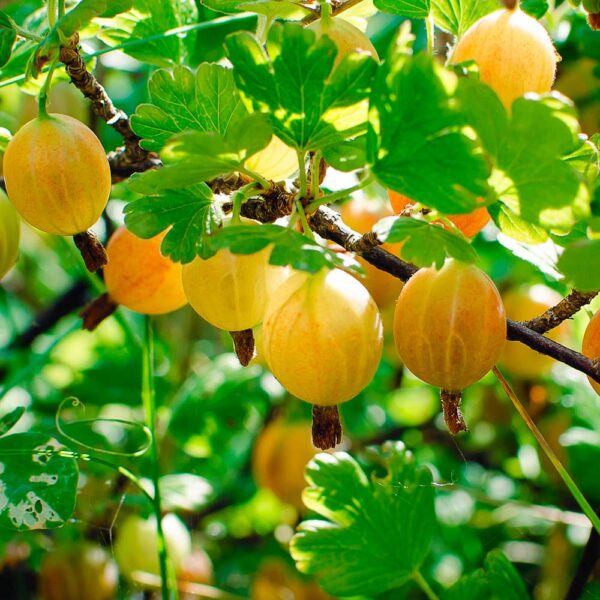 hinn yellow