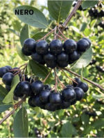 Aronia - imagine 5
