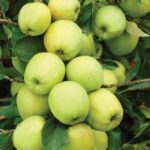 Olive Yellow
