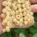 Versailles-Coacăz Alb