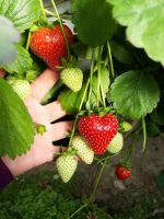 Amandine - Remontant