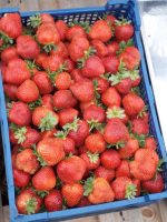 Amandine - Remontant - imagine 2