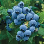 Elizabeth - imagine 2