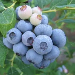 Elizabeth - imagine 3