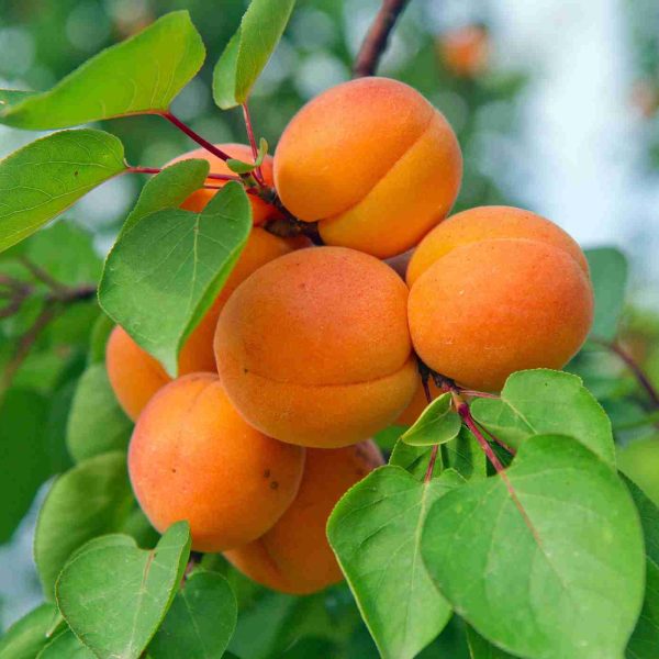 apricot