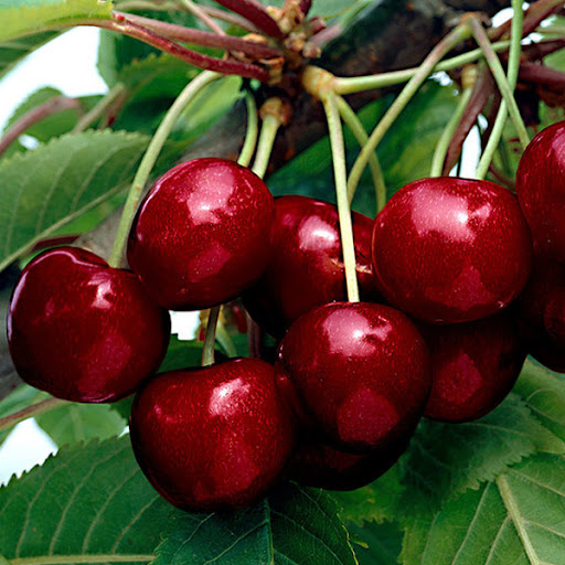 cherry