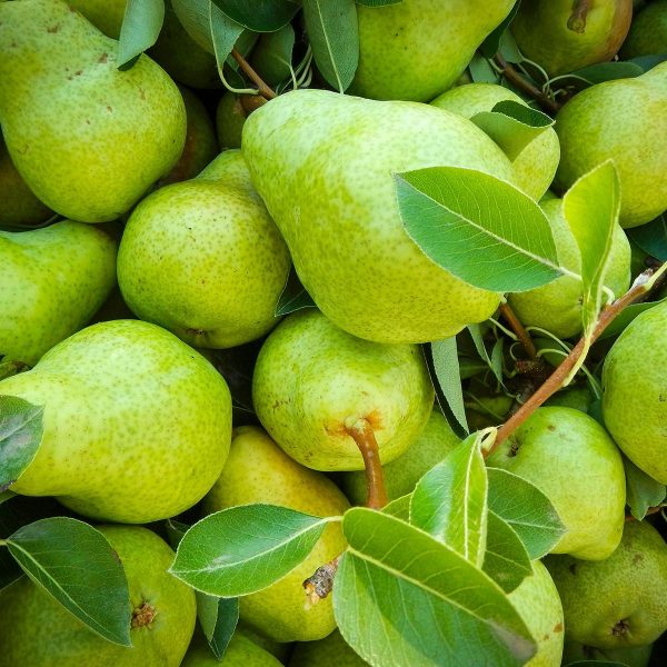 pears