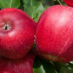 gala schinga schinco