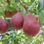 williams rosu