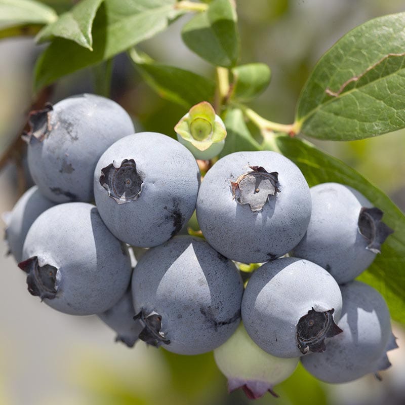 Vaccinium_corymbosum_Hannahs_Choice_KUS_9085 hannah's choice